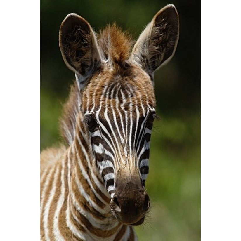 Baby Burchells Zebra Lake Nakuru National Park Kenya Poster Print by Adam Jones (11 x 17) Image 1