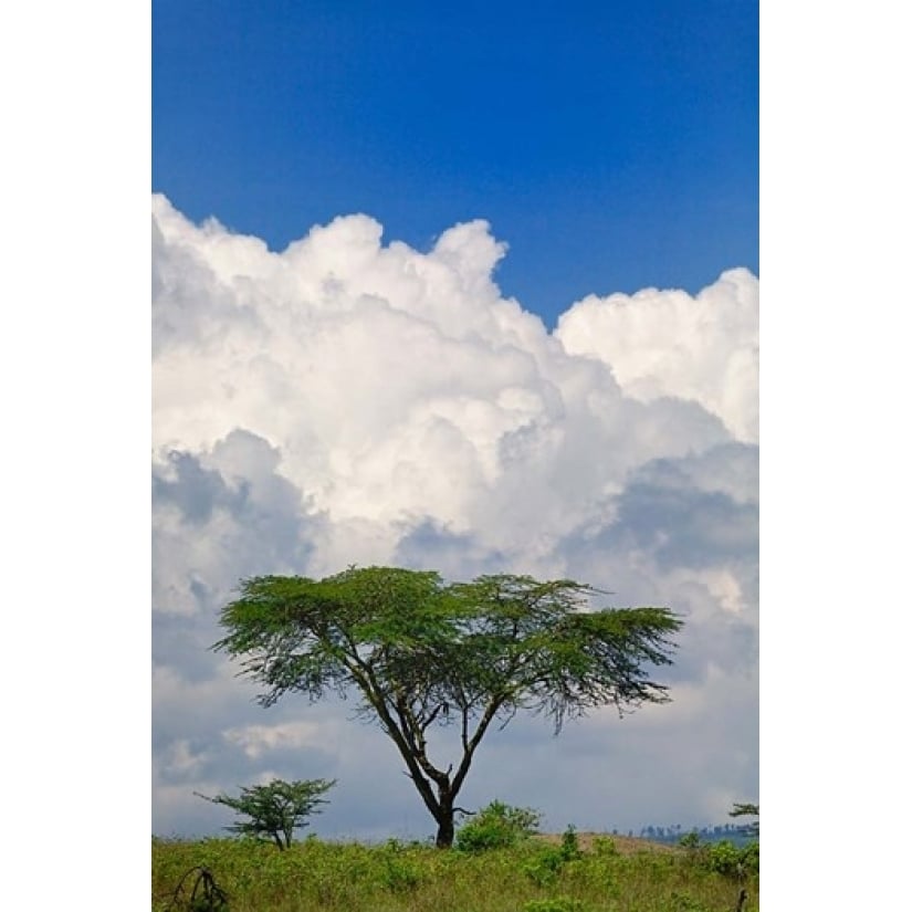 Umbrella Thorn Acacia Lake Nakuru National Park Kenya Poster Print by Adam Jones (11 x 17) Image 1