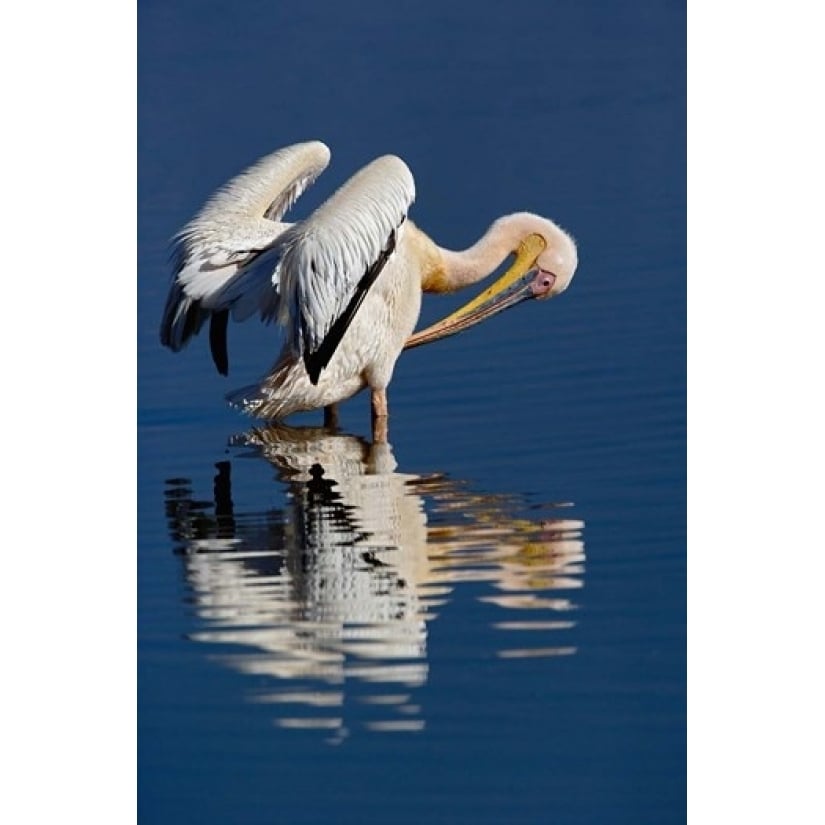 White Pelican bird Lake Nakuru National Park Kenya Poster Print by Adam Jones (11 x 17) Image 1