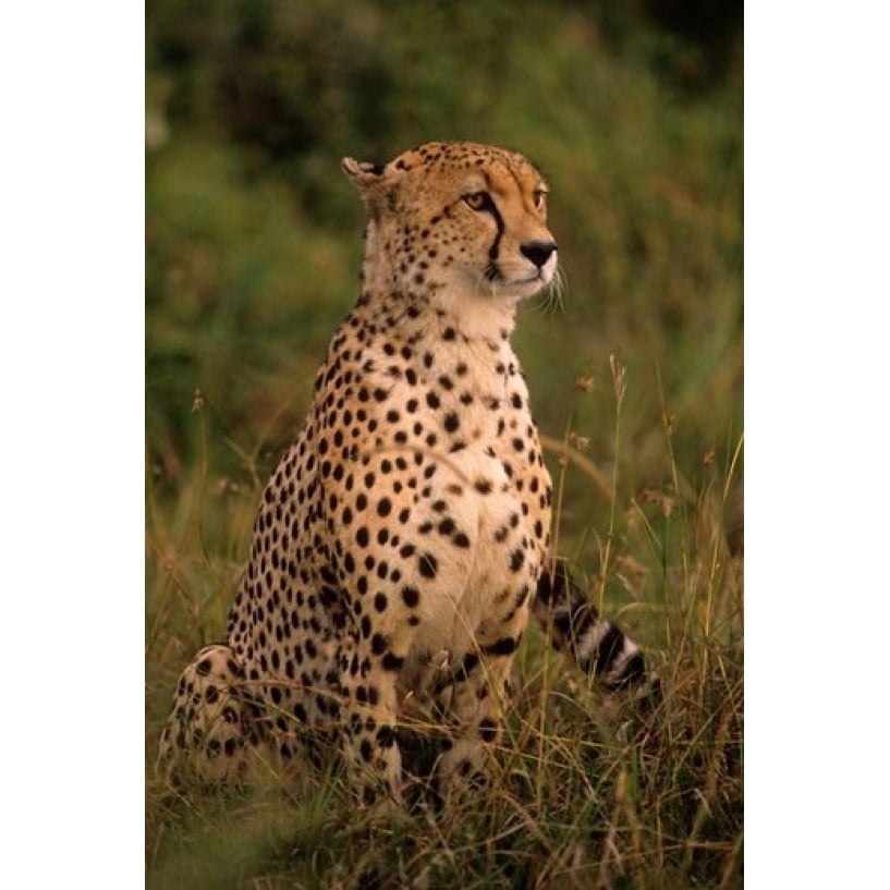 Kenya Masai Mara head of mating cheetah Poster Print by Alison Jones (11 x 17) Image 1