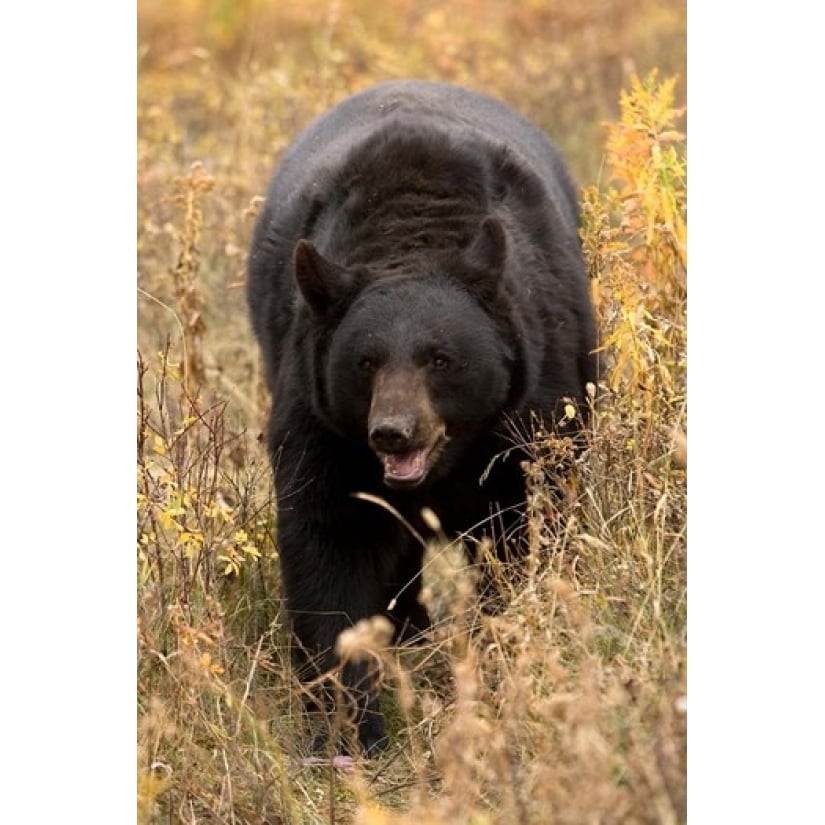 Black Bear walking in brush Montana Poster Print by Joe and Mary Ann McDonald (23 x 34) Image 1