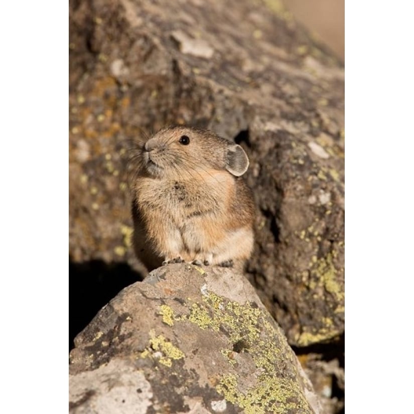 American Pika in rocks Yellowstone NP USA Poster Print by Joe and Mary Ann McDonald (11 x 17) Image 1