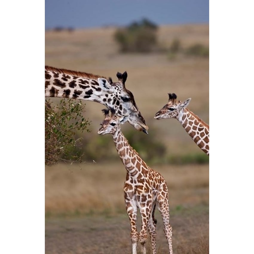 Maasai Giraffe Masai Mara Kenya Poster Print by Joe Restuccia III (11 x 17) Image 1