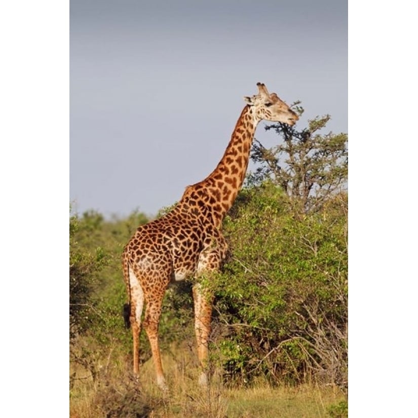 Giraffe Giraffa camelopardalis Maasai Mara wildlife Reserve Kenya. Print by Jagdeep Rajput (12 x 17) Image 1