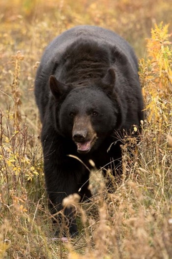 Black Bear walking in brush Montana Poster Print by Joe and Mary Ann McDonald (11 x 17) Image 1