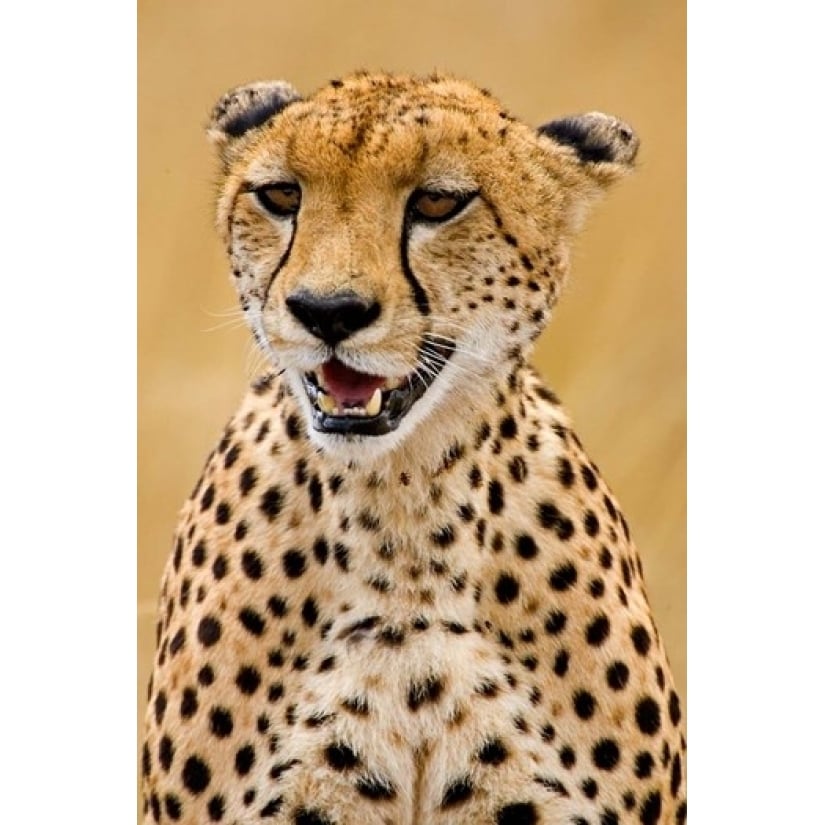 Cheetah in the Brush Maasai Mara Kenya Poster Print by Joe Restuccia III (18 x 24) Image 1