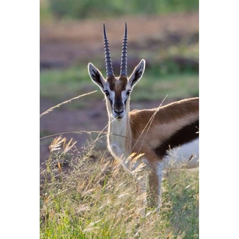 Thomsons Gazelle on the savannah Maasai Mara National Reserve Kenya Print by Keren Su Image 1