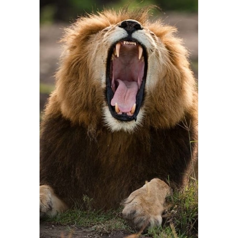 African Lion Masai Mara GR Kenya Poster Print by Joe and Mary Ann McDonald (11 x 17) Image 1