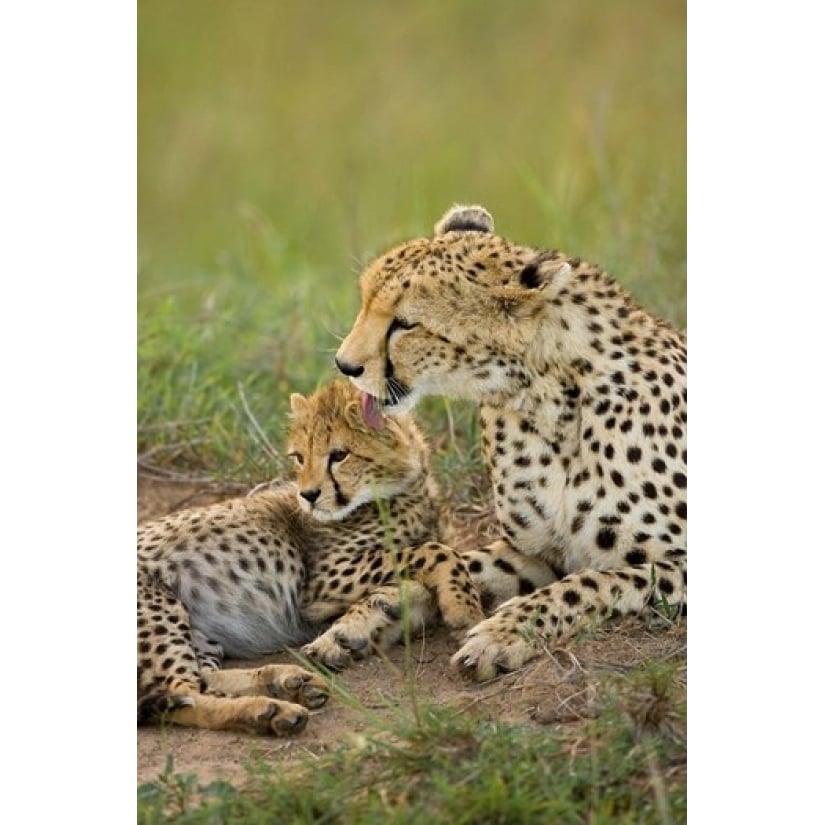 Cheetah with cub in the Masai Mara GR Kenya Poster Print by Joe and Mary Ann McDonald (11 x 17) Image 1