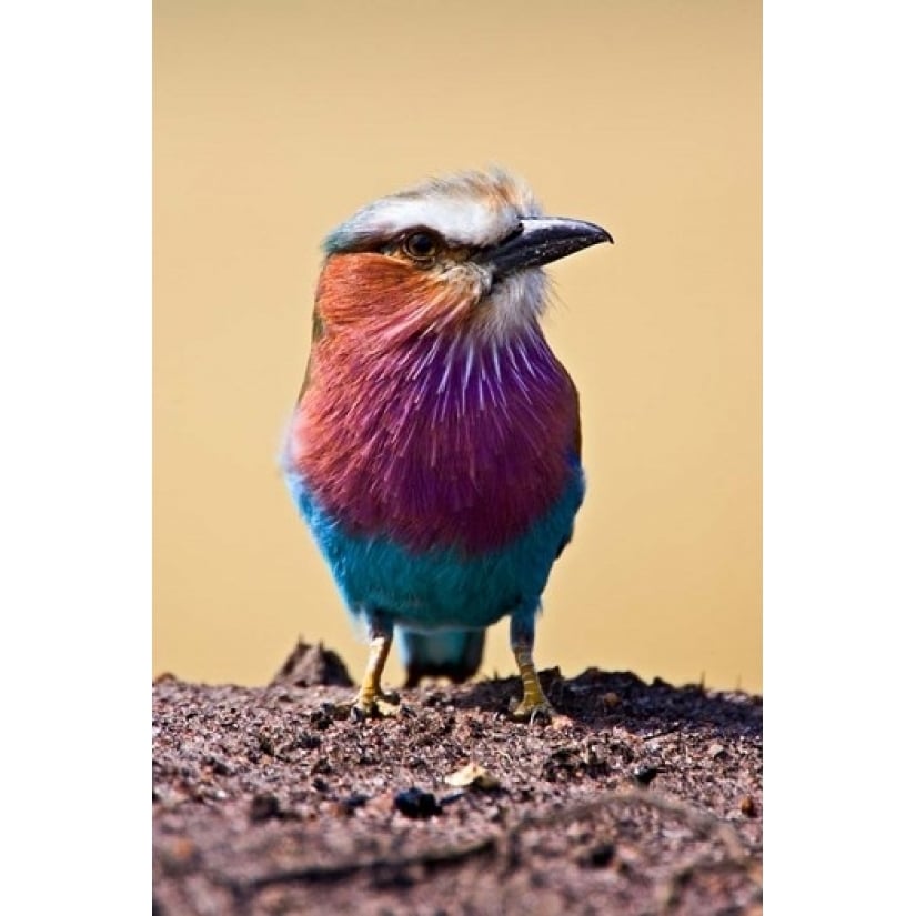 Lilac-Breasted Roller Maasai Mara Kenya Poster Print by Joe Restuccia III (11 x 17) Image 1