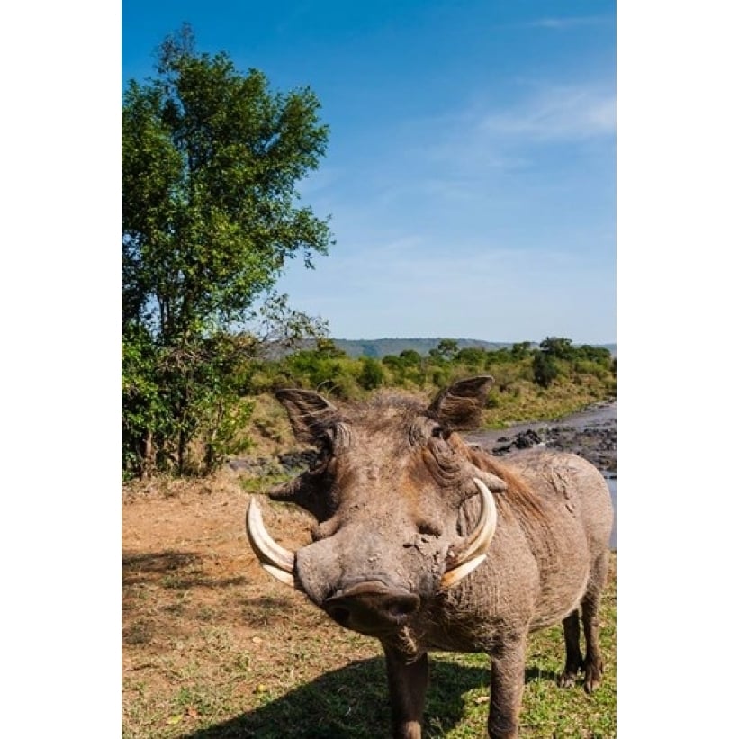 Warthog Maasai Mara National Reserve Kenya Poster Print by Nico Tondini (11 x 17) Image 1