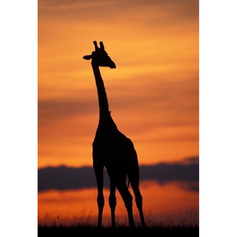 Giraffe Silhouetted Masai Mara Game Reserve Kenya Poster Print by Paul Souders (12 x 17) Image 1