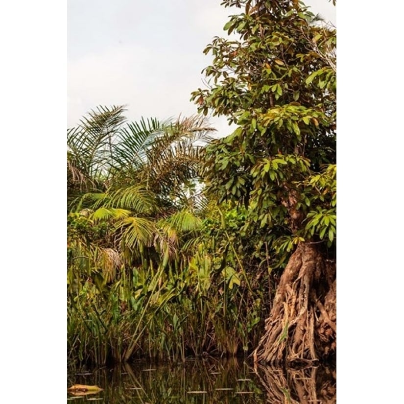 Africa Liberia Monrovia. Plantlife along the Du River. Poster Print by Alida Latham (12 x 17) Image 1