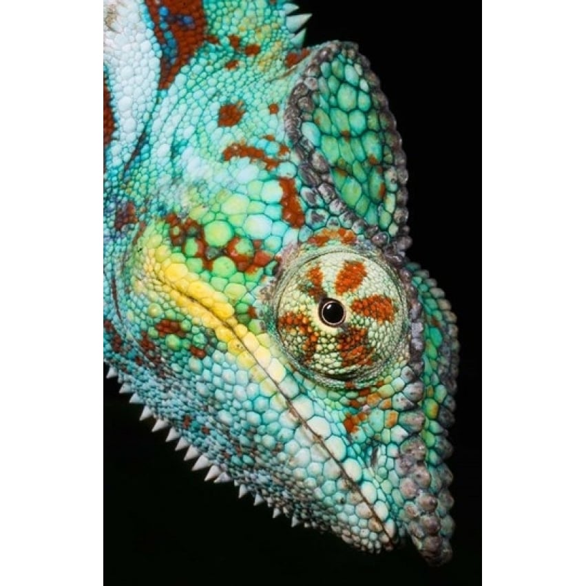 Panther Chameleon Western Madagascar Poster Print by Kevin Schafer (11 x 17) Image 1