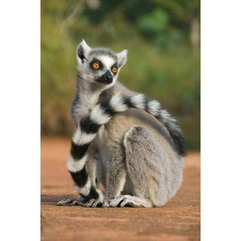 Close up of Ring-tailed Lemur Madagascar Poster Print by Kevin Schafer (11 x 17) Image 1