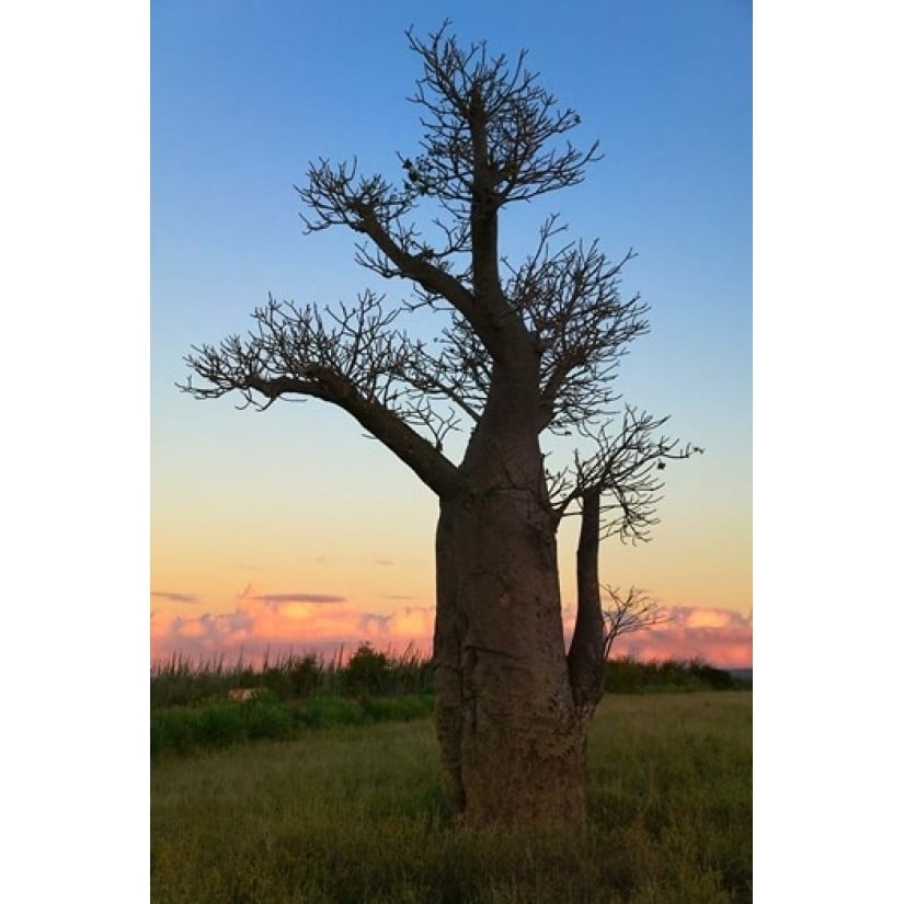 Baobob Trees Berenty National park Toliara Madagascar Poster Print by Keren Su (11 x 17) Image 1