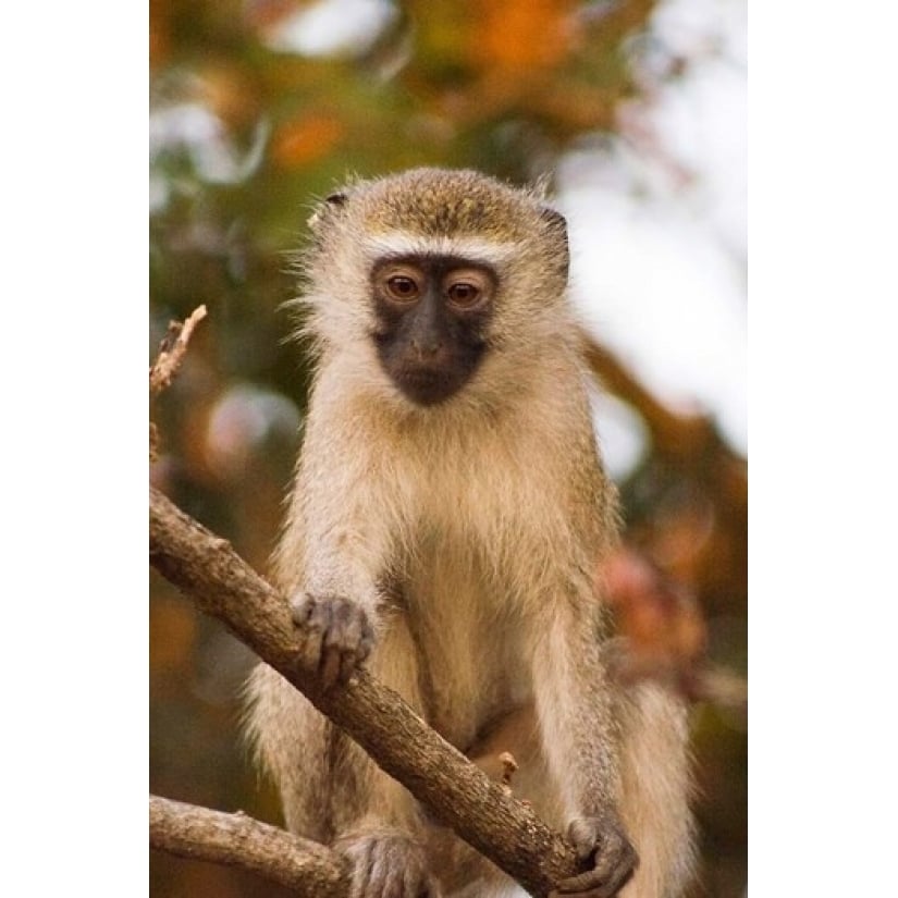 Africa Malawi Lengwe National Park Vervet monkey Poster Print by Roy Schwarz (11 x 17) Image 1