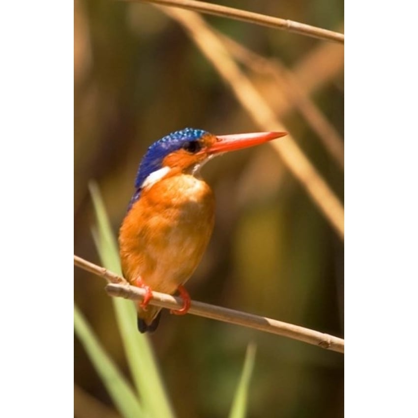 Malawi Liwonde NP Malachite kingfisher bird on branch Poster Print by Roy Schwarz (11 x 17) Image 1