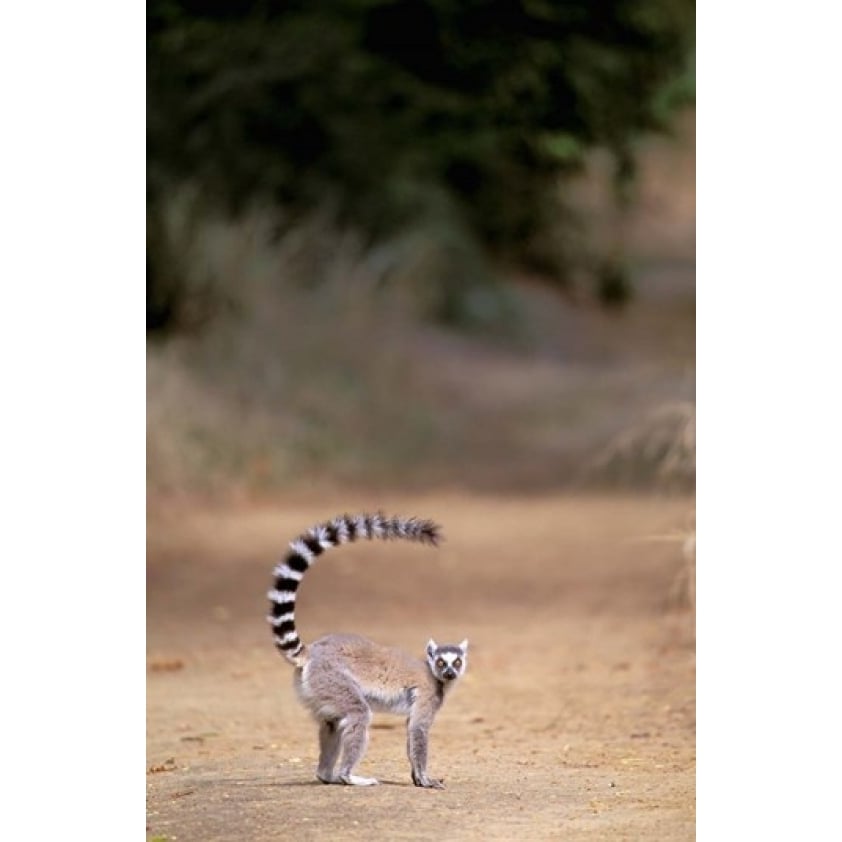 Ring-tailed Lemur Berenty Reserve Madagascar Poster Print by Pete Oxford (12 x 17) Image 1