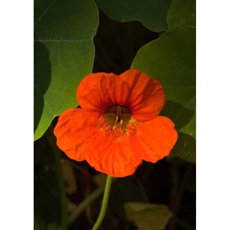 Africa Malawi Zomba Flower at Hotel Sunbird Ku Chawe Poster Print by Roy Schwarz (12 x 17) Image 1