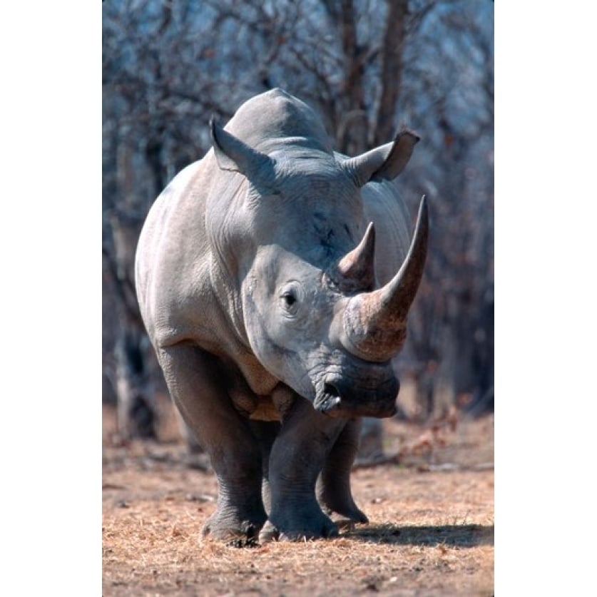 White Square-Lipped Rhino Namibia Poster Print by Claudia Adams (11 x 17) Image 1