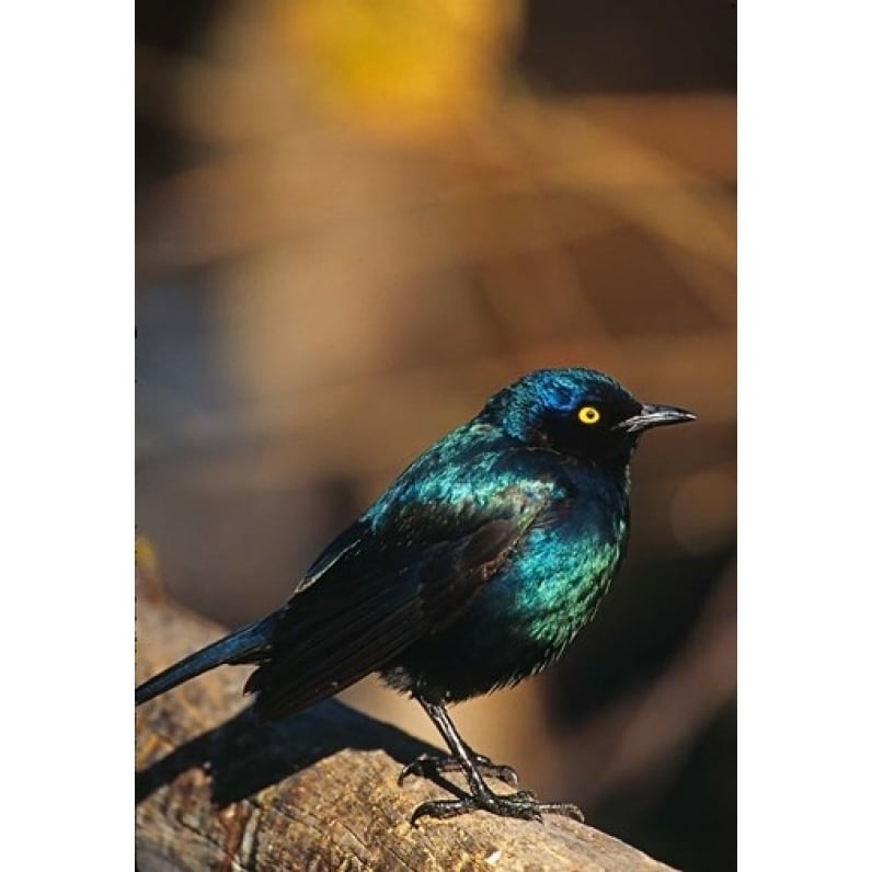 Namibia. Lesser Blue-eared Glossy Starling bird Poster Print by Charles Sleicher (12 x 17) Image 1