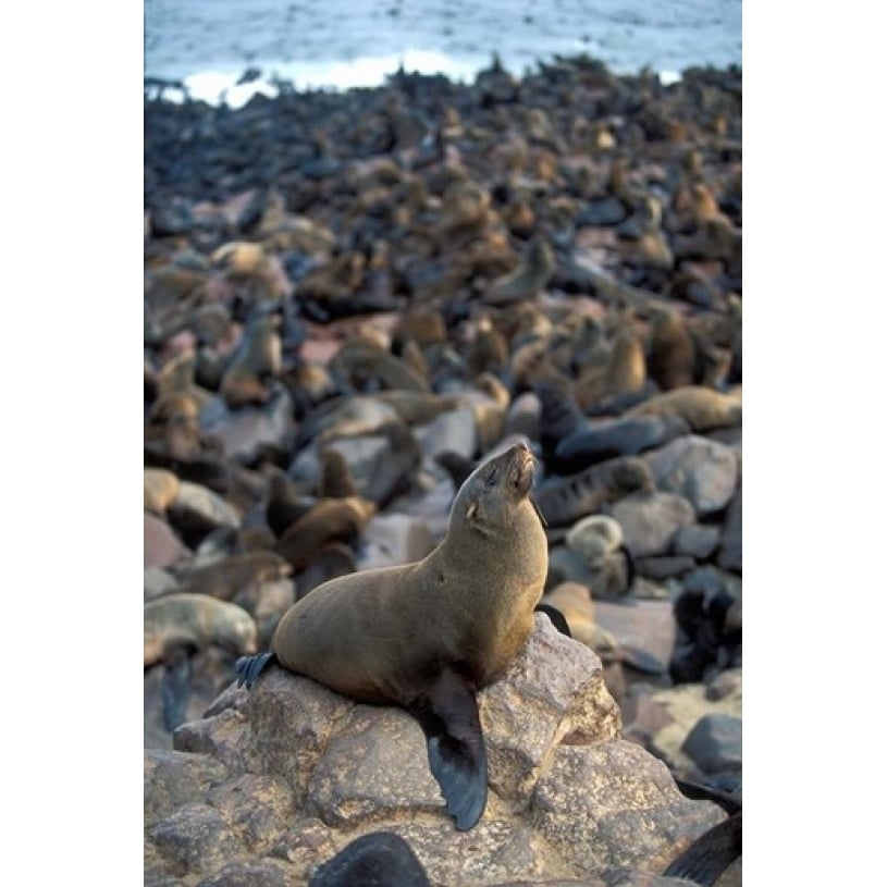 Namibia Cape Cross Seal Reserve faux Seals on shore Poster Print by Paul Souders (12 x 17) Image 1