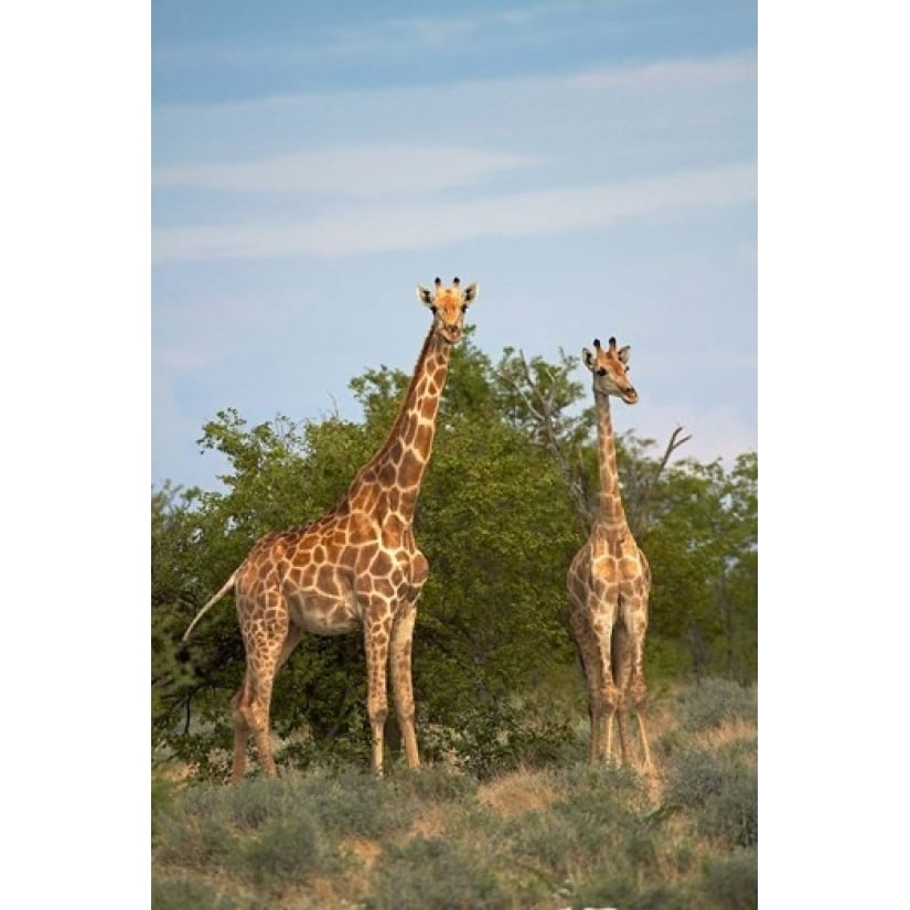 Giraffe Etosha National Park Namibia Poster Print by David Wall (12 x 17) Image 1