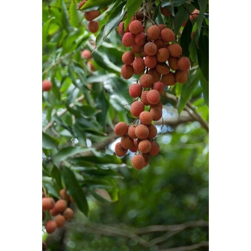 Tropical Litchi Fruit On Tree Reunion Island French Overseas Territory Print by Cindy Miller Hopkins Image 1