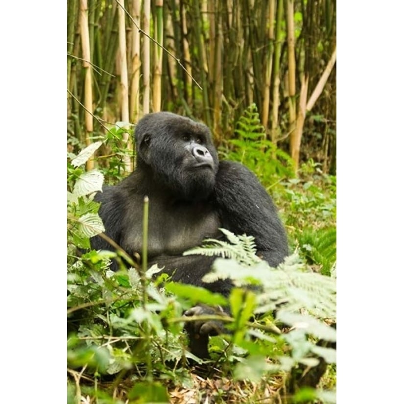 Rwanda Mountain Gorilla Silverback Poster Print by Joe and Mary Ann McDonald (11 x 17) Image 1