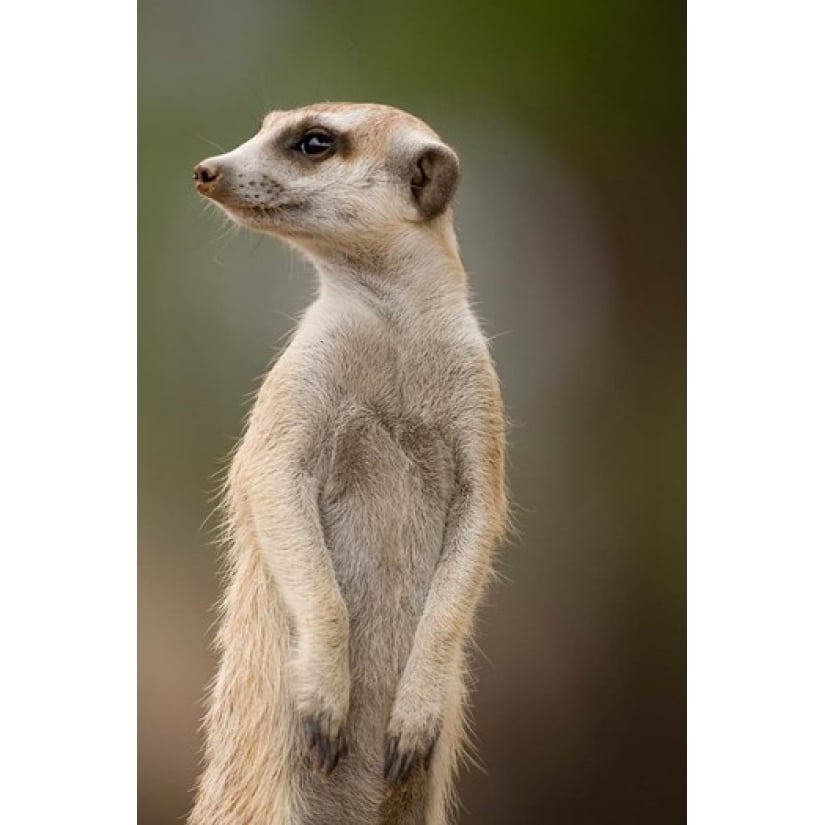 Namibia Keetmanshoop Meerkat burrow Mongoose Poster Print by Paul Souders (11 x 17) Image 1