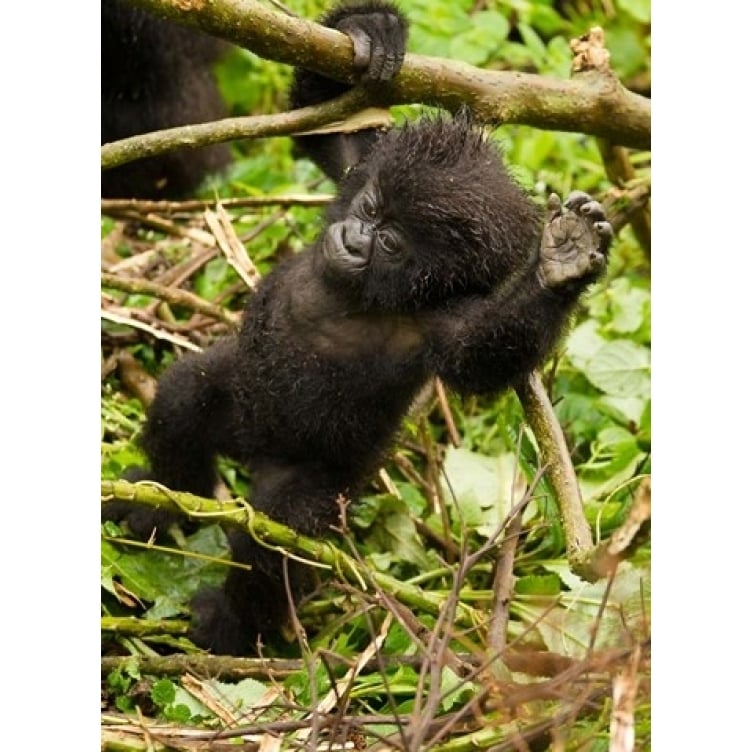 Rwanda Volcanoes Park Baby Mountain gorilla Poster Print by Joe and Mary Ann McDonald (11 x 15) Image 1