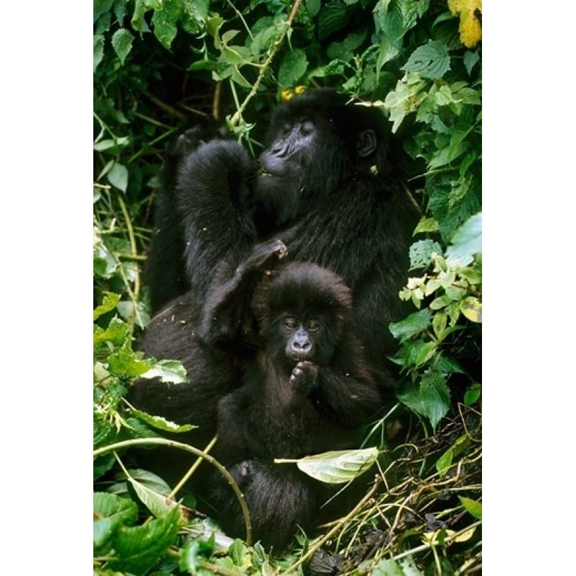 Mountain Gorillas Parc N. Volcans Rwanda Poster Print by Kevin Schafer (12 x 17) Image 1