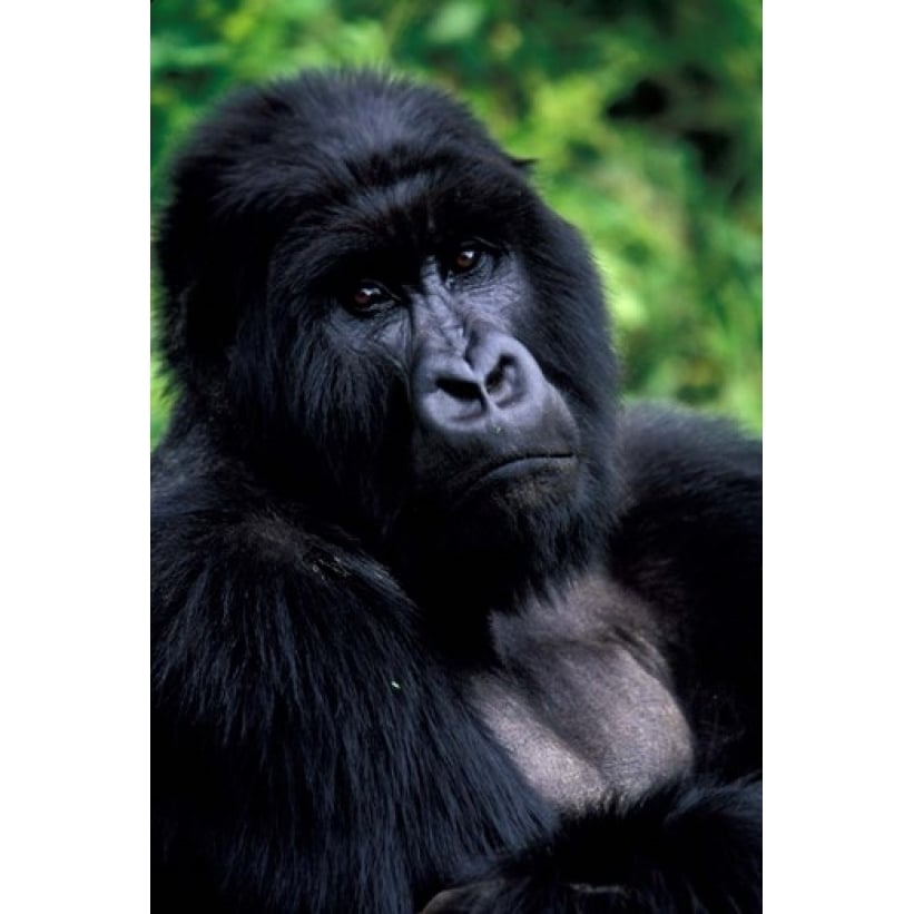 Close up of Mountain Gorilla Rwanda Poster Print by Art Wolfe (12 x 17) Image 1