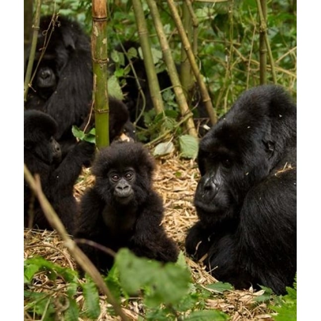 Group of Gorillas Volcanoes National Park Rwanda Poster Print by Joe and Mary Ann McDonald (11 x 14) Image 1