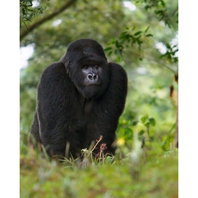 Rwanda Kigoma Mountain Gorilla No 3 Silverback Poster Print by Ralph H. Bendjebar (14 x 17) Image 1