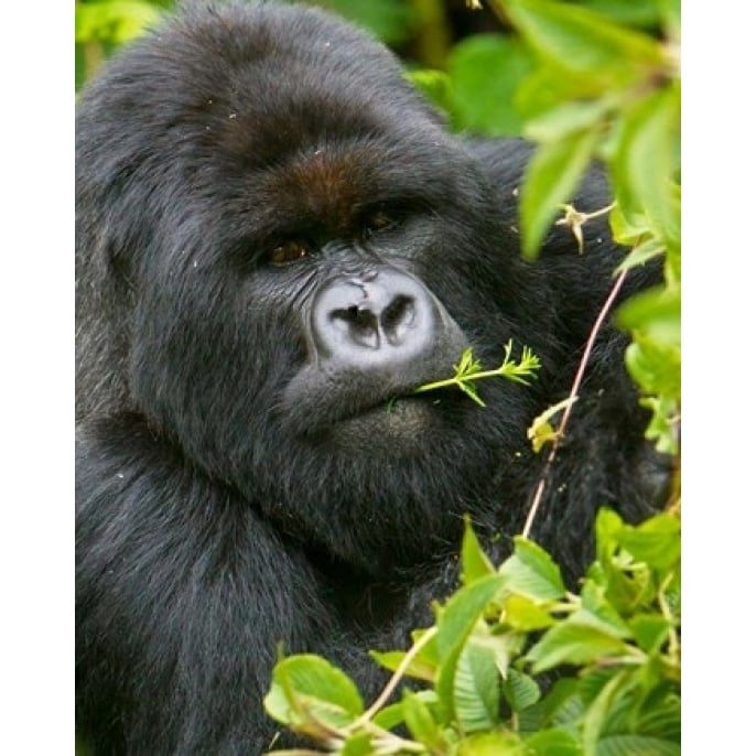 Rwanda Silverback Mtn Gorilla Volcanoes NP Poster Print by Ralph H. Bendjebar (16 x 20) Image 1