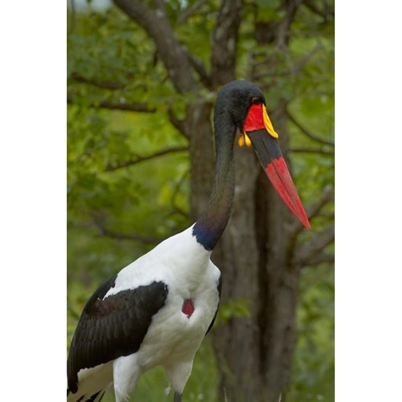 Saddle-billed Stork Kruger NP South Africa Poster Print by David Wall (12 x 17) Image 1