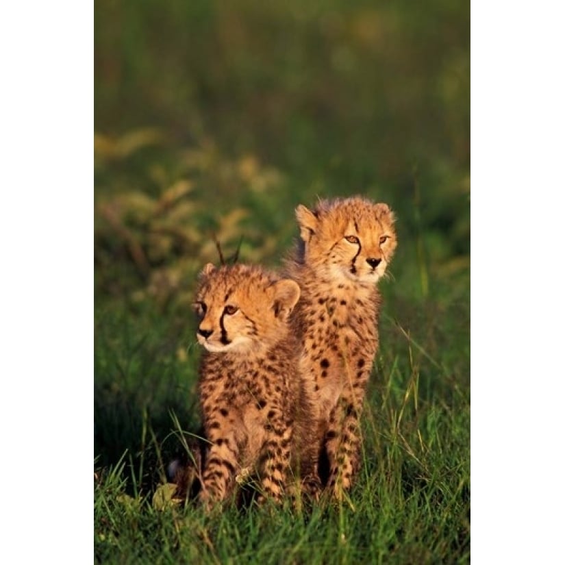 Cheetah cubs Kenya Poster Print by Gavriel Jecan (12 x 17) Image 1