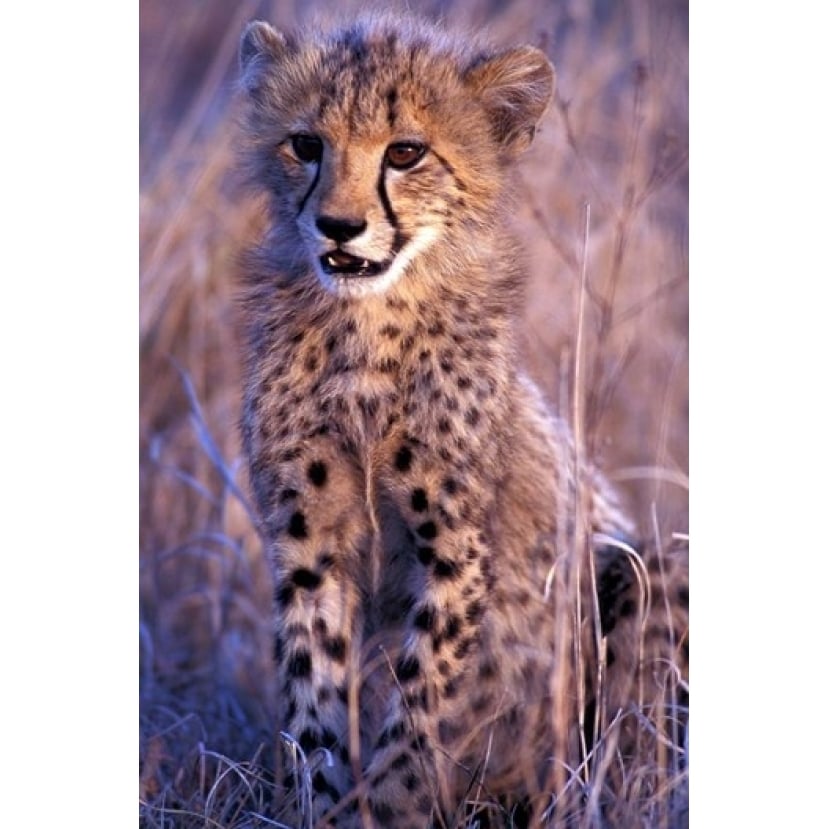 South Africa Phinda Reserve. King Cheetah Poster Print by Gavriel Jecan (12 x 17) Image 1