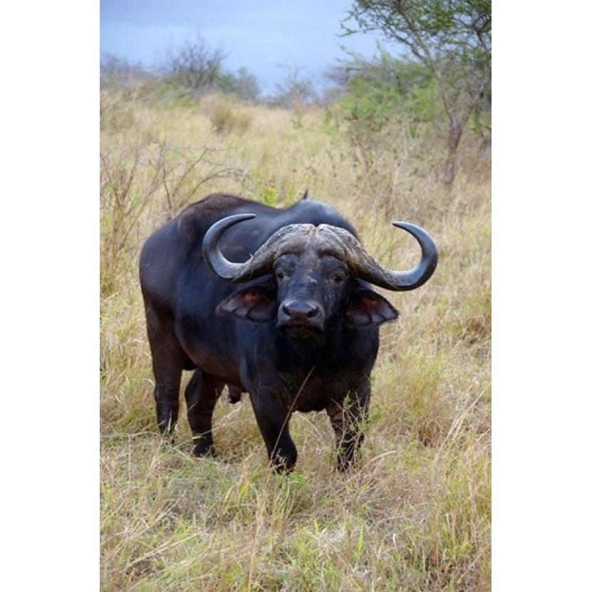 South Africa Zulu Nyala GR Cape Buffalo Poster Print by Lisa S. Engelbrecht (12 x 17) Image 1