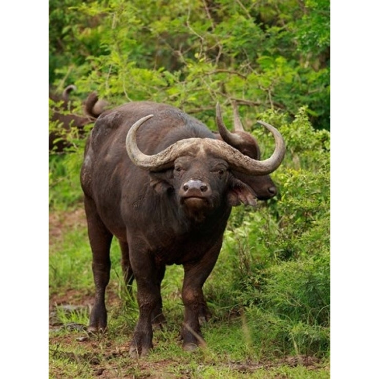 Water Buffalo Hluhulwe Game Reserve South Africa Poster Print by Maresa Pryor (18 x 24) Image 1