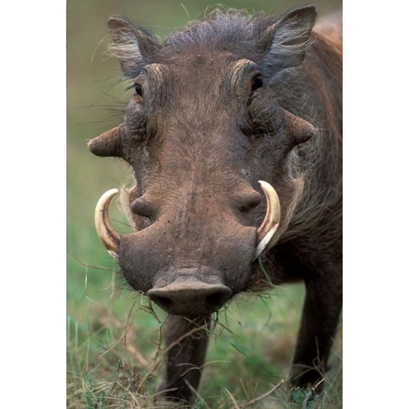 Warthog Displays Tusks Addo National Park South Africa Poster Print by Paul Souders (12 x 17) Image 1