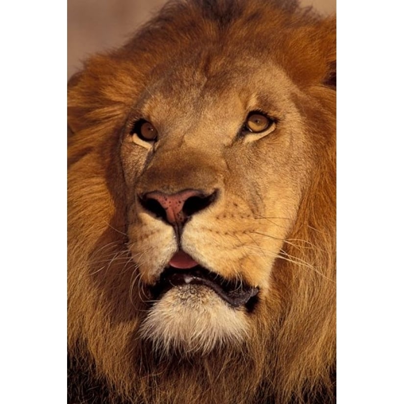 Closeup of a Male Lion South Africa Poster Print by Stuart Westmorland (12 x 17) Image 1