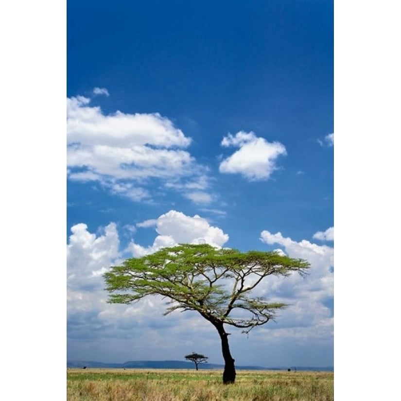 Umbrella Thorn Acacia Serengeti National Park Tanzania Poster Print by Adam Jones (11 x 17) Image 1