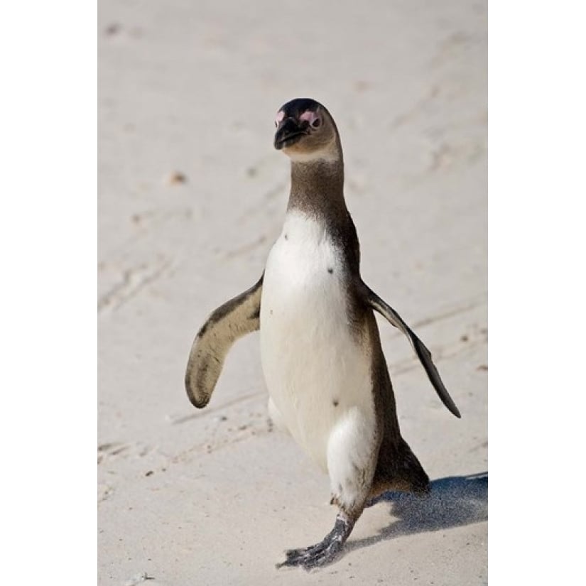 African Penguin Boulders beach South Africa Poster Print by Ralph H. Bendjebar (11 x 17) Image 1