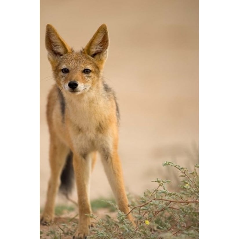 South Africa Kalahari Black Backed Jackal wildlife Poster Print by Paul Souders (11 x 17) Image 1