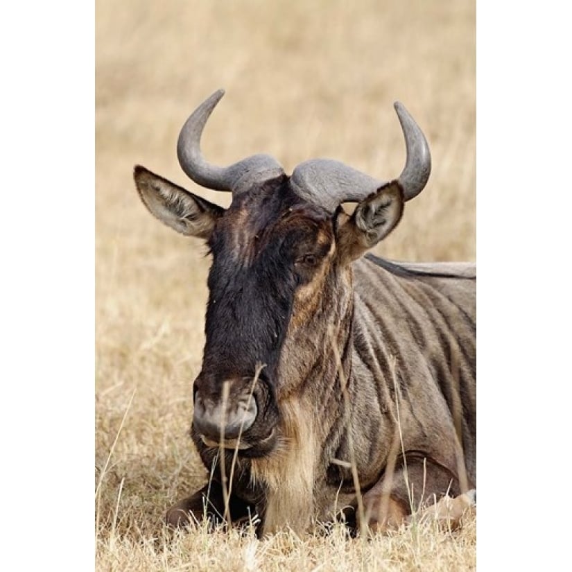 Wildebeest resting Ngorongoro Crater Tanzania Poster Print by Adam Jones (11 x 17) Image 1