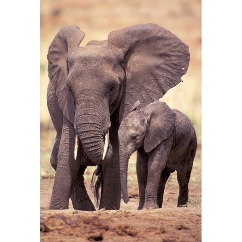 African Elephants Tarangire National Park Tanzania Poster Print by Art Wolfe (12 x 17) Image 1