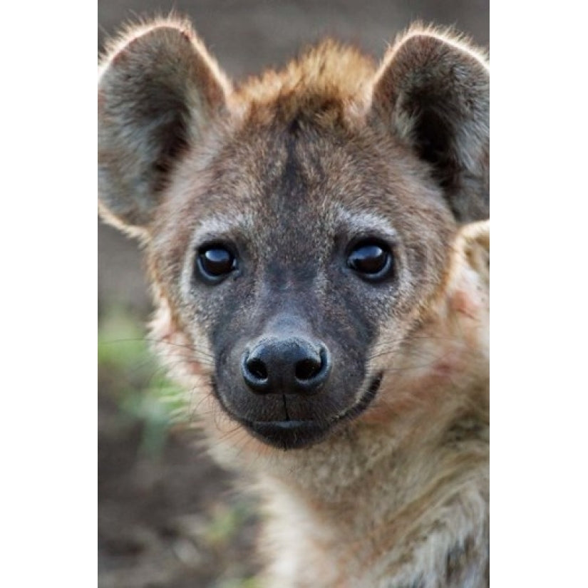 Young Spotted Hyena Tanzania Poster Print by Charles Sleicher (18 x 24) Image 1